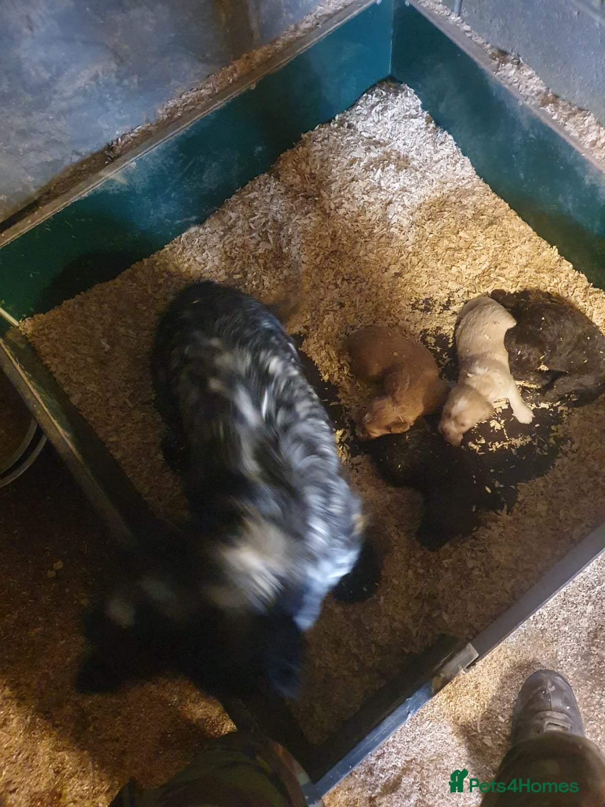 Cockapoo dogs cockapoo f1 puppies - Advert 1
