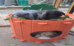 Mini Lop rabbits for sale: Mini cashmere males ready now  - Image 11