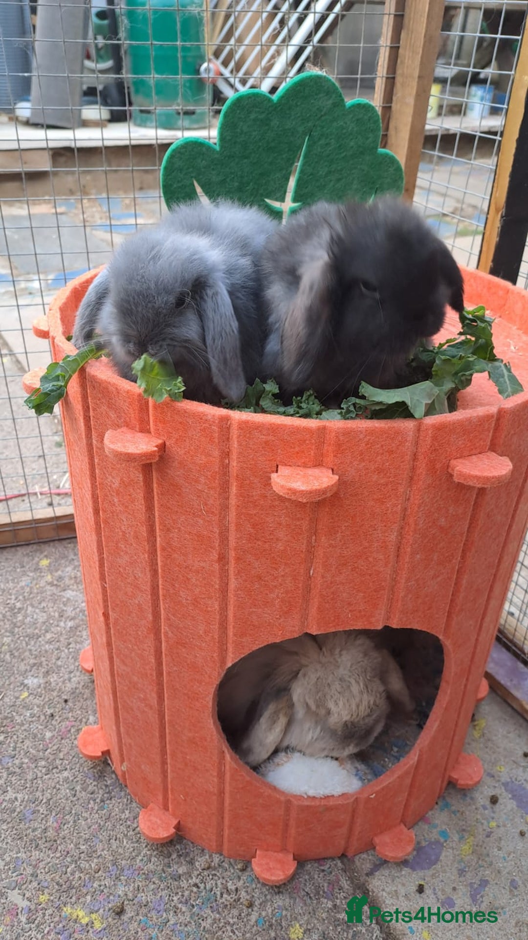 Mini Lop rabbits for sale: Mini cashmere males ready now  - Image 11