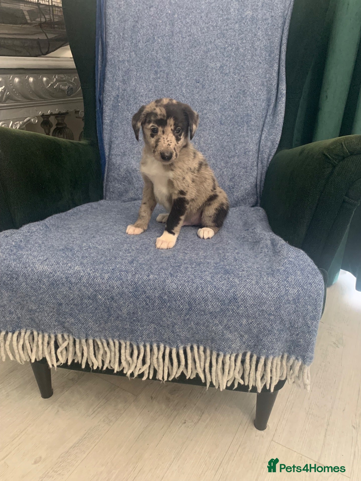 Mixed Breed dogs Blue Merle Border Collie x Lurcher Puppies  - Advert 6