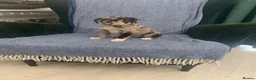 Mixed Breed dogs for sale: Blue Merle Border Collie x Lurcher Puppies  - Advert 21