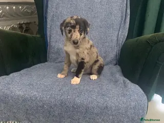 Mixed Breed dogs Blue Merle Border Collie x Lurcher Puppies - Advert 6