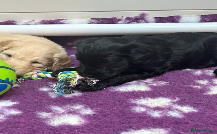 Mixed Breed dogs - Advert 2