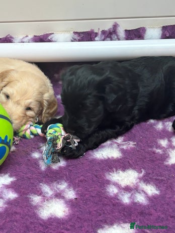 Mixed Breed dogs - Advert 12