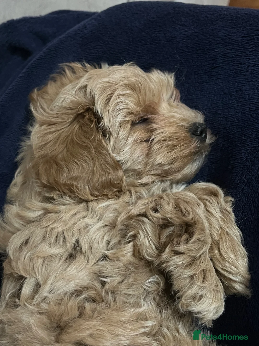 Maltipoo dogs for sale: Female maltipoo in Aylesford - Advert 4