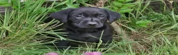 Labrador Retriever dogs for sale: Outstanding working lab pups  in Preston - Advert 8
