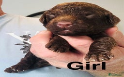 Cockapoo dogs for sale: DNA TESTED Cockapoo puppies, ready 22nd October  - Image 3