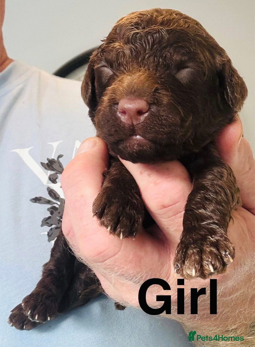 Cockapoo dogs for sale: DNA TESTED Cockapoo puppies, ready 22nd October  - Image 3