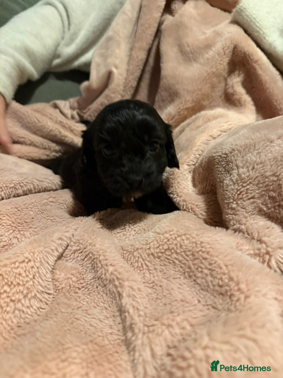 Mixed Breed dogs for sale: Cockshihpoos - Image 8