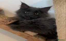 Maine Coon cats for sale: Beautiful Maine coon babies - Image 11