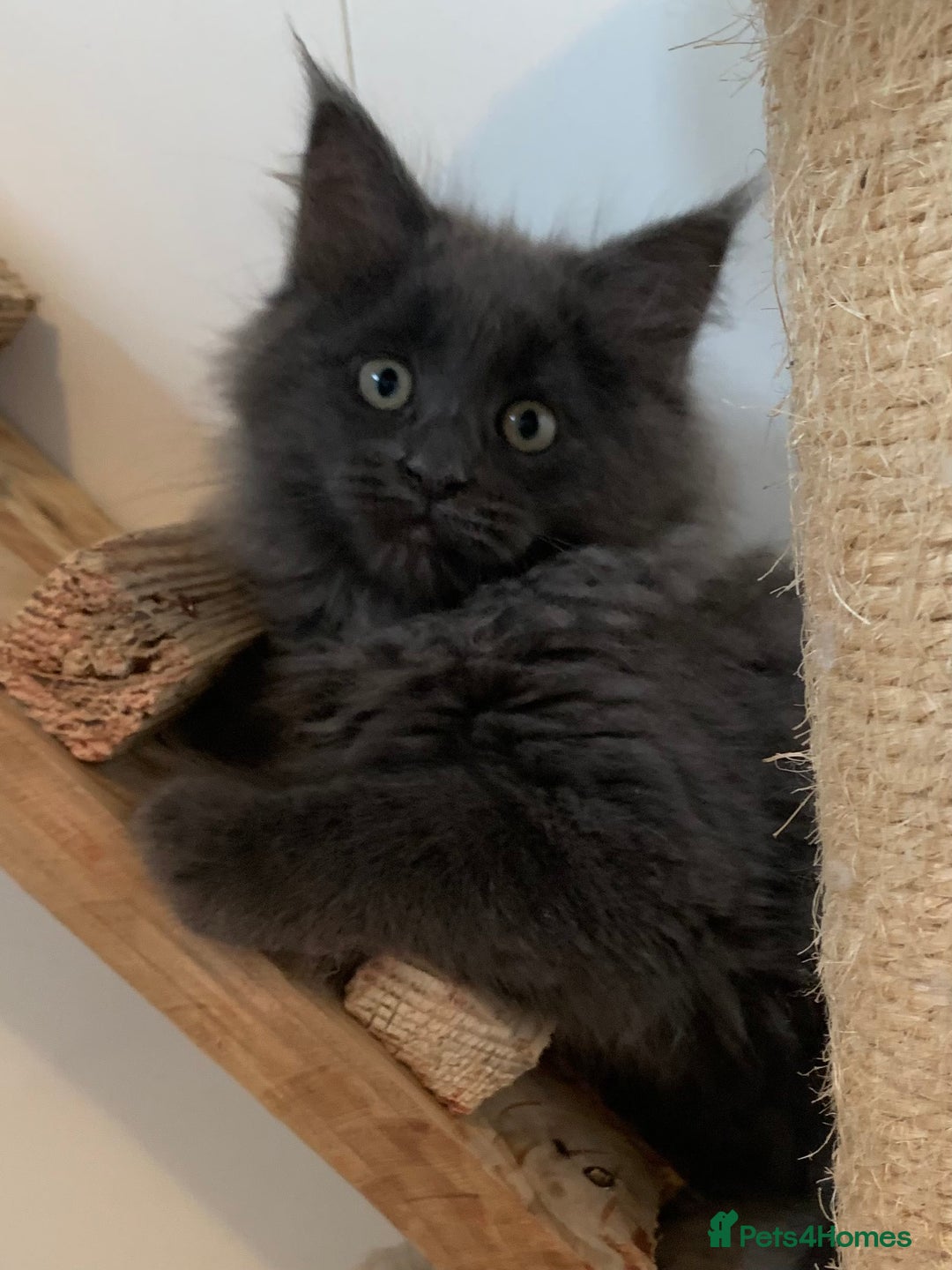 Maine Coon cats for sale: Beautiful Maine coon babies - Image 11