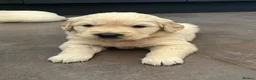 Golden Retriever dogs for sale: KC Golden Retriever Puppies Health Tested Parents - Advert 5