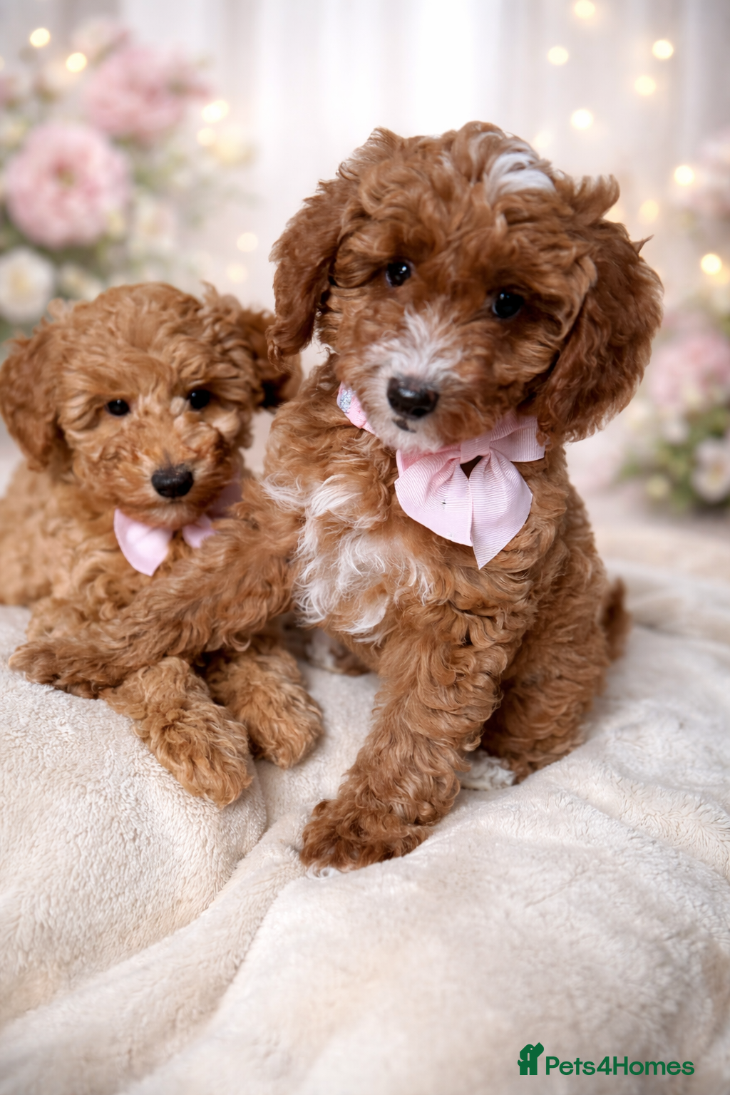 Australian Labradoodle dogs 🐶READY TO GO LAST 2 AVAILABLE🐶 - Advert 4