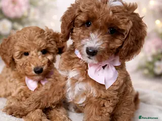 Australian Labradoodle dogs 🐶READY TO GO LAST 2 AVAILABLE🐶 - Advert 4