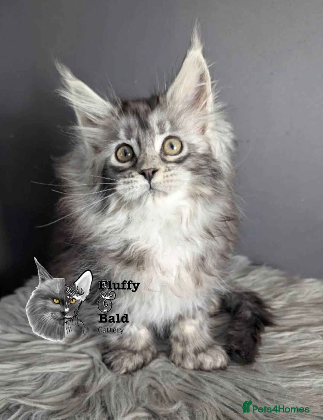 Maine Coon cats for sale: Outstanding babies ready to go  - Advert 5