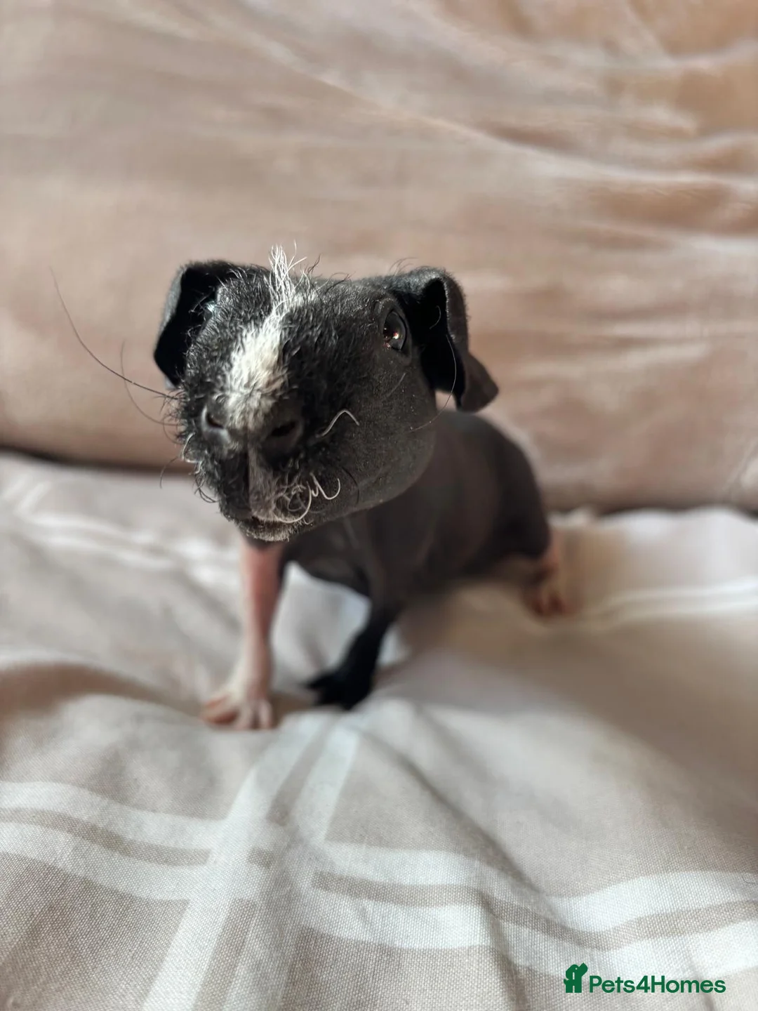 Guinea Pig rodents for sale: 2 beautiful bonded skinny pigs for sale - Advert 2
