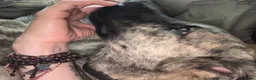 Mixed Breed dogs for adoption: Meet Chopsey in Shaftesbury - Advert 6