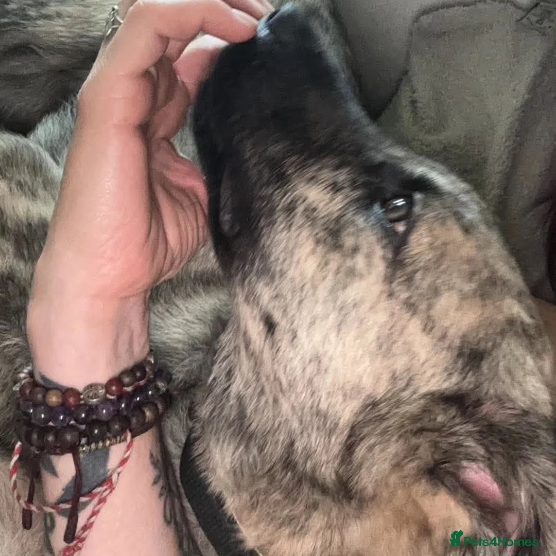 Mixed Breed dogs for adoption: Meet Chopsey in Shaftesbury - Advert 6