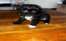 Chinese Crested dogs for sale: Last remaining Hairy Hairless Chinese crested girl - Image 2
