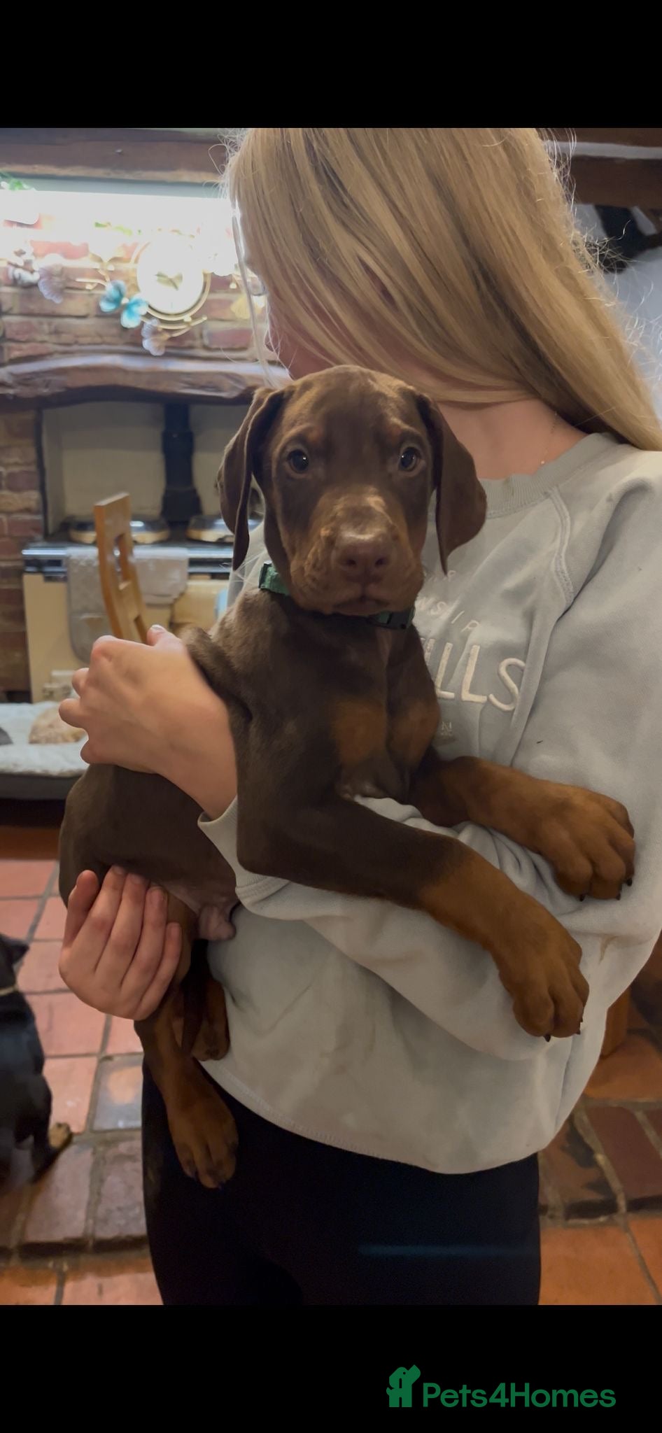 Dobermann dogs Working doberman - Advert 4