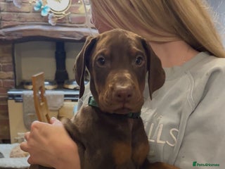 Dobermann dogs Working doberman - Advert 4