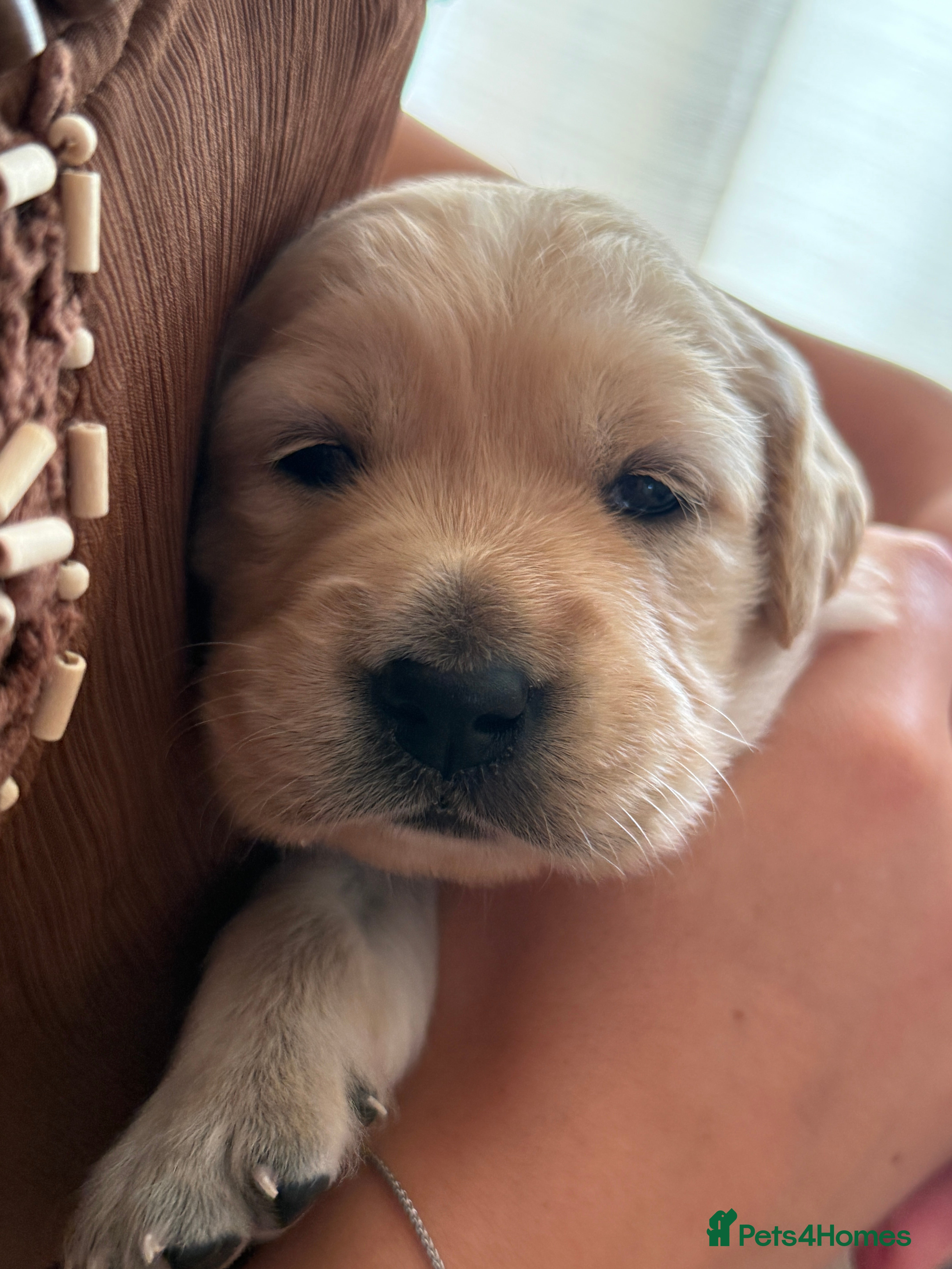 Golden Retriever dogs KC registered golden retriever puppies - Advert 2