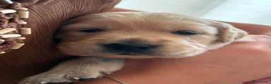 Golden Retriever 5
