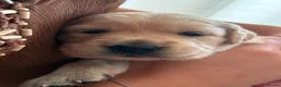 Golden Retriever dogs for sale: KC registered golden retriever puppies - Advert 19
