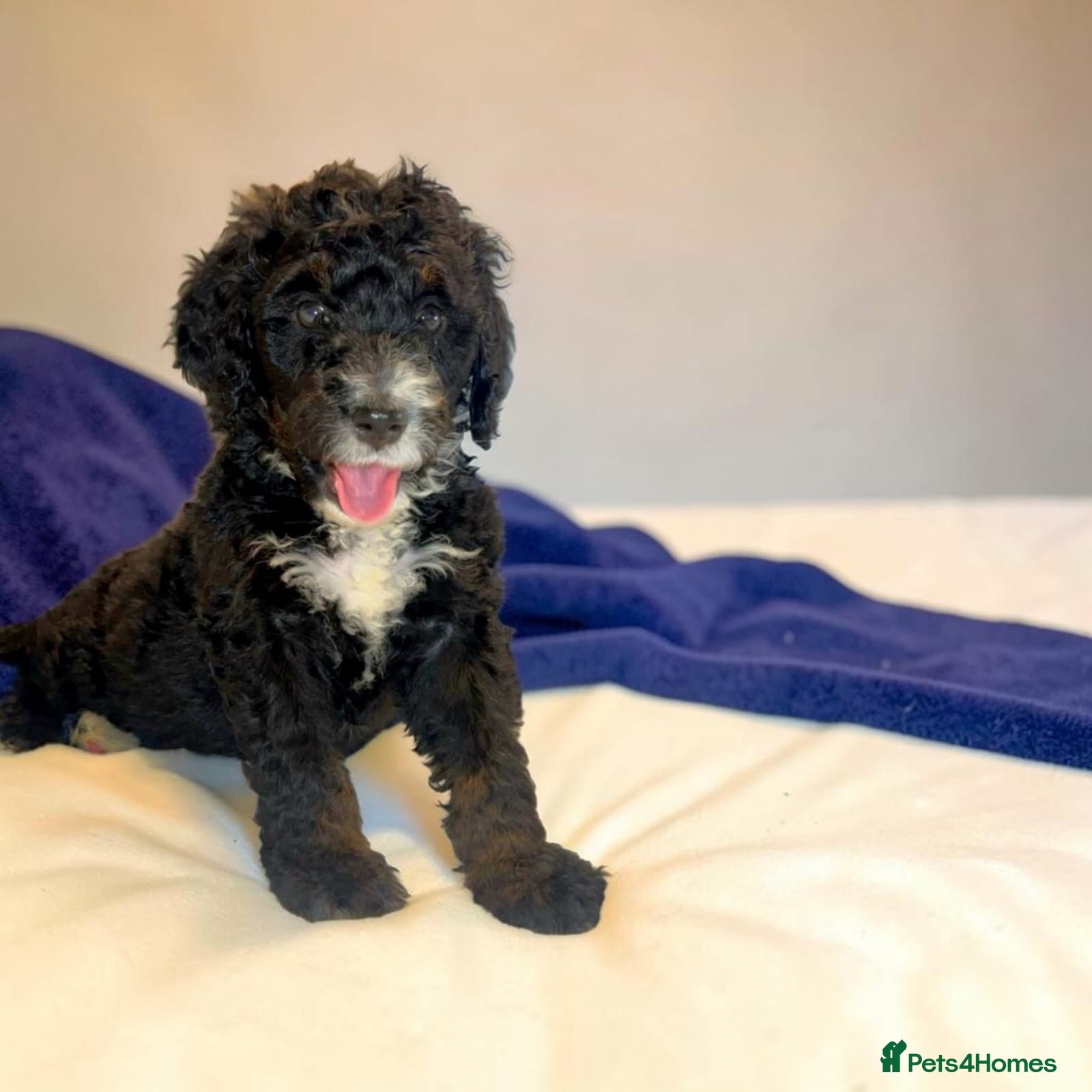 Bernedoodle dogs Beautiful Tri colour bernedoodle puppies  - Advert 11