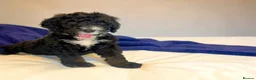 Bernedoodle dogs for sale: Beautiful Tri colour bernedoodle puppies  - Advert 16