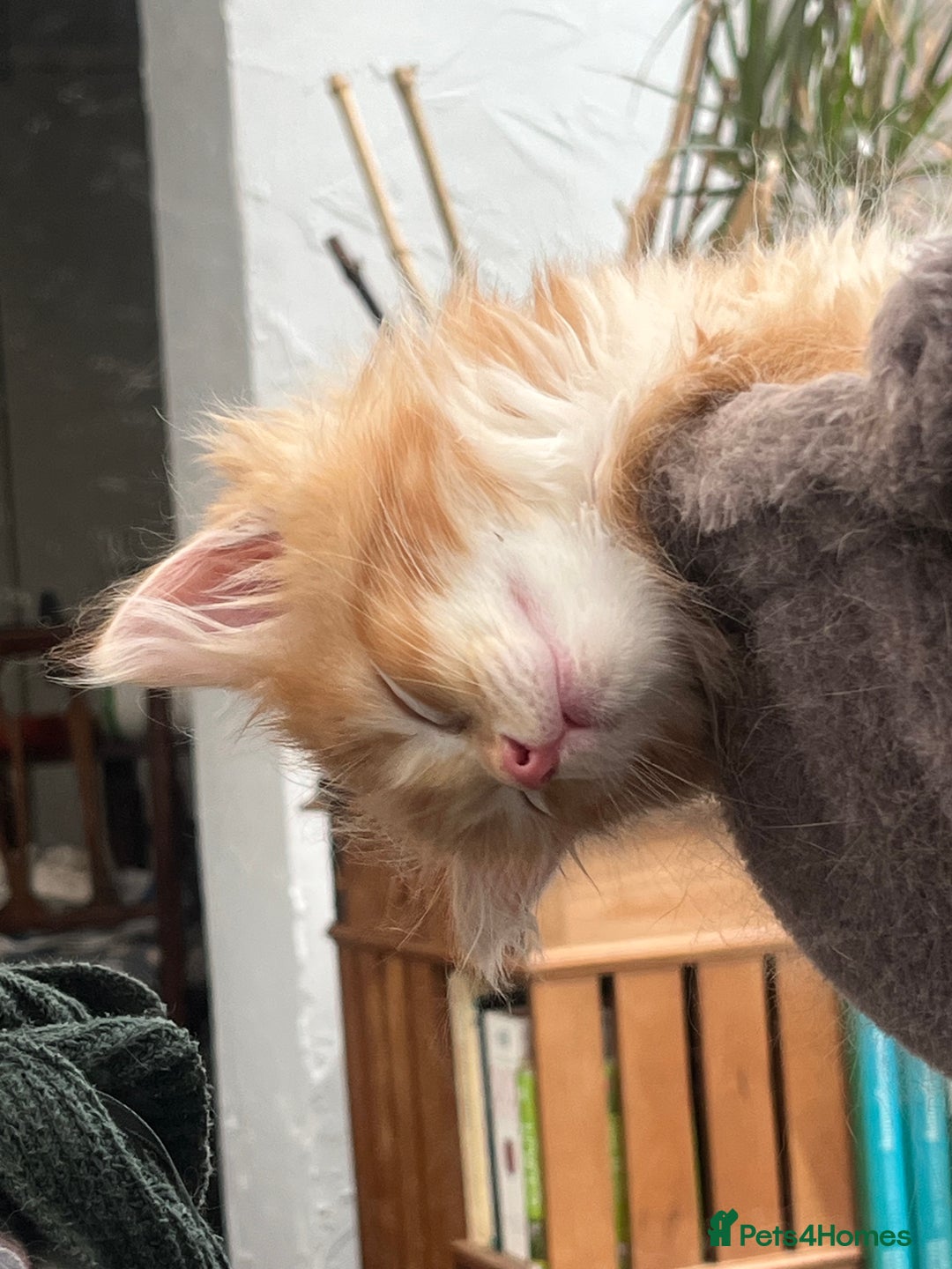 Mixed Breed cats for sale: Pair of Gorgeous ginger kittens 🐅🐅 - Image 5