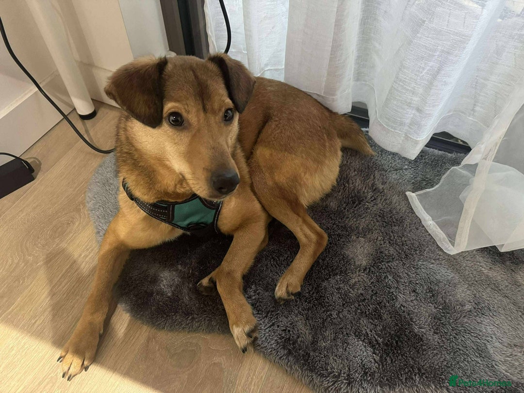 Mixed Breed dogs for adoption: Fajitas for adoption - Advert 1