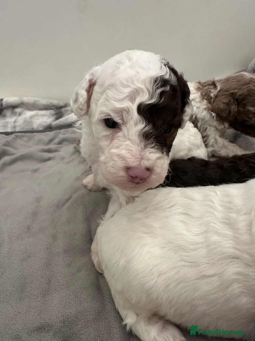 Cavapoo dogs for sale: Exceptional F2 Cavapoo Puppies - HomeRaised  - Advert 25