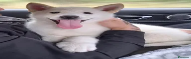 Shepsky 1