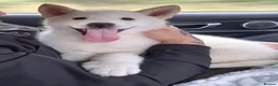 Shepsky dogs for sale: Stunning Shepsky Girl - Advert 11