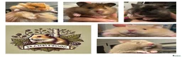 Hamster rodents for sale: Beautiful Syrian Hamsters - Advert 1