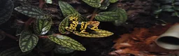 Frog reptiles for sale: Dendrobates leucomelas dart frog  - Advert 5