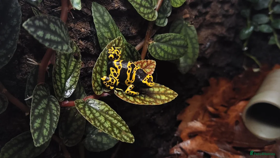 Frog reptiles for sale: Dendrobates leucomelas dart frog  - Advert 5