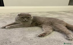 Scottish Fold cats for sale: Top Pedigree Scottish Fold boy (TICA reg) - Image 3