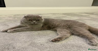 Scottish Fold cats - Advert 13