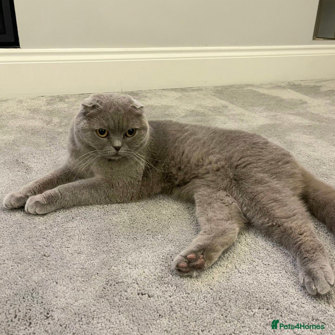 Scottish Fold cats for sale: Top Pedigree Scottish Fold boy (TICA reg) - Image 3