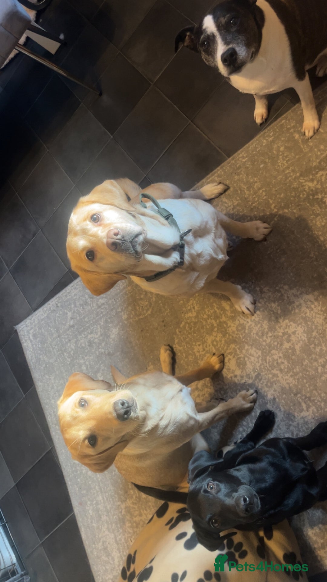 Labrador Retriever dogs for sale: 8 year old female lab - Image 5