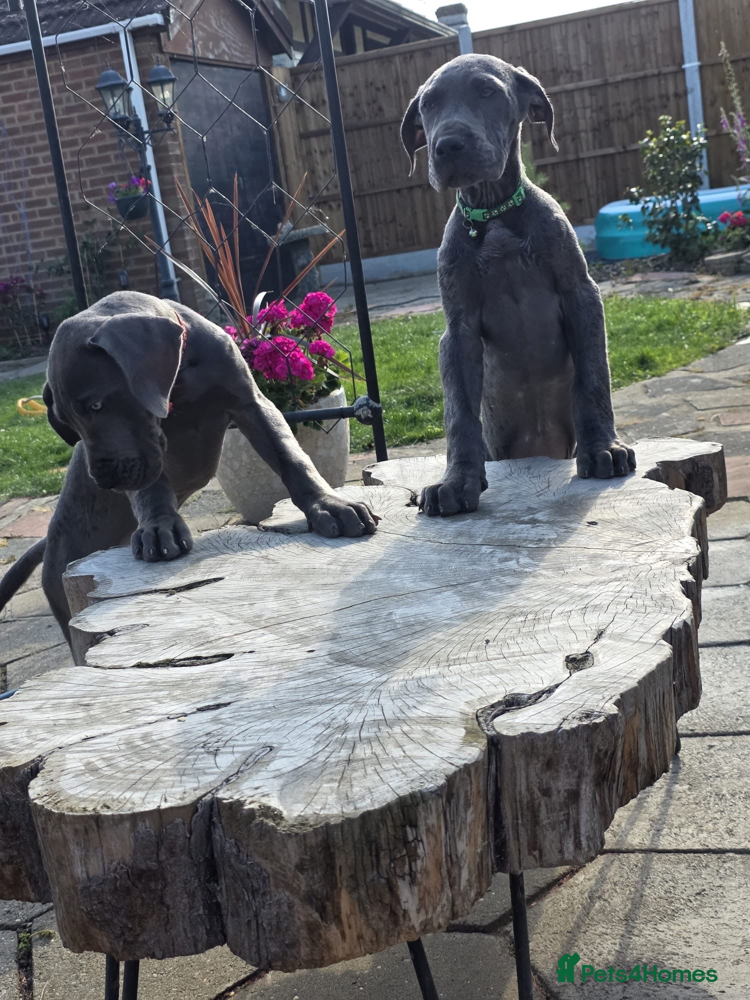Great Dane dogs Ready for new home now!! - Advert 2