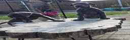 Great Dane dogs for sale: Ready for new home now!! - Advert 5