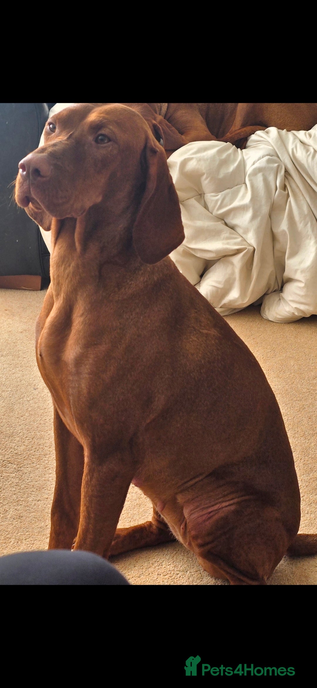 Hungarian Vizsla dogs KC registered from Fully Health tested parents - Advert 17