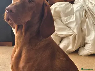 Hungarian Vizsla dogs KC registered from Fully Health tested parents - Advert 17