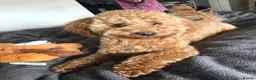 Poochon dogs for sale: Poppy is looking for the right home 🐾 - Advert 6