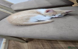 Mixed Breed cats for sale: Beautiful Kittens  - Image 4