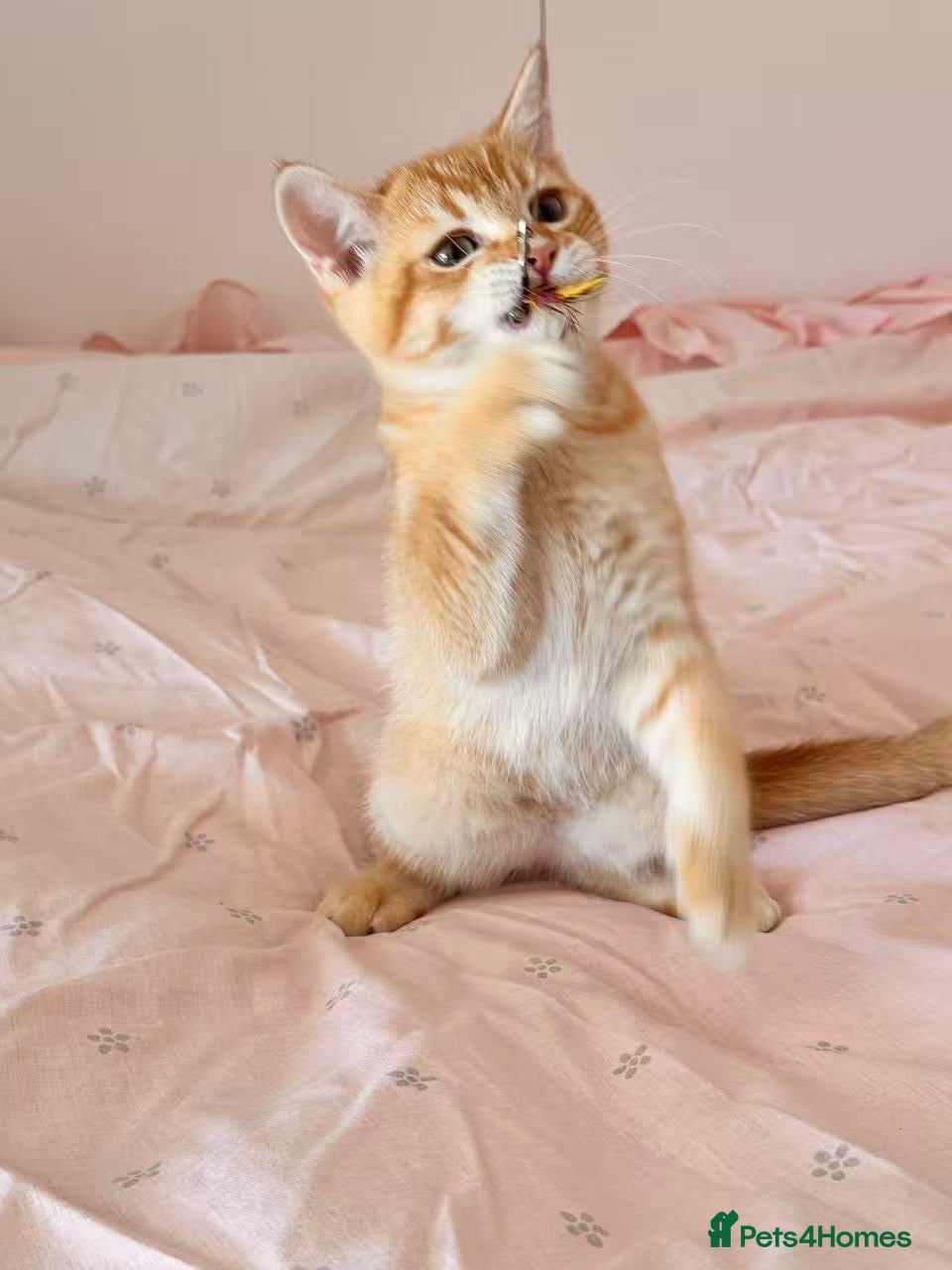 British Shorthair cats Beautiful BSH kitten  - Advert 6