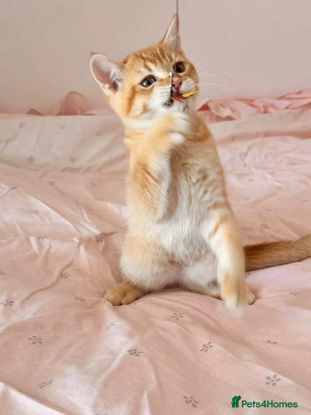 British Shorthair cats for sale: Beautiful BSH kitten  - Advert 2